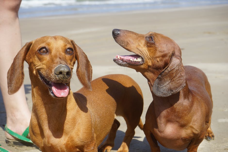 Warum Hunde keine Schokolade essen dürfen