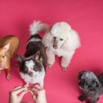 Hunde und Schokolade - warum das eine schlechte Kombination ist
