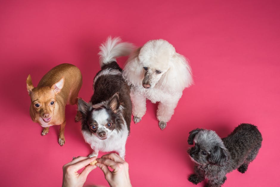 Hunde und Schokolade - warum das eine schlechte Kombination ist