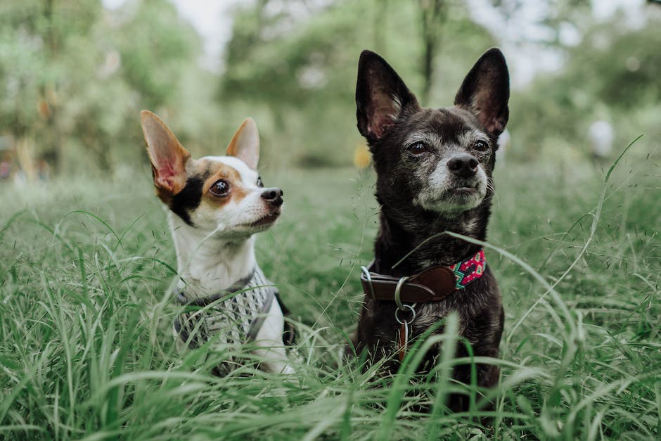 Was passiert wenn Hunde Schokolade essen?