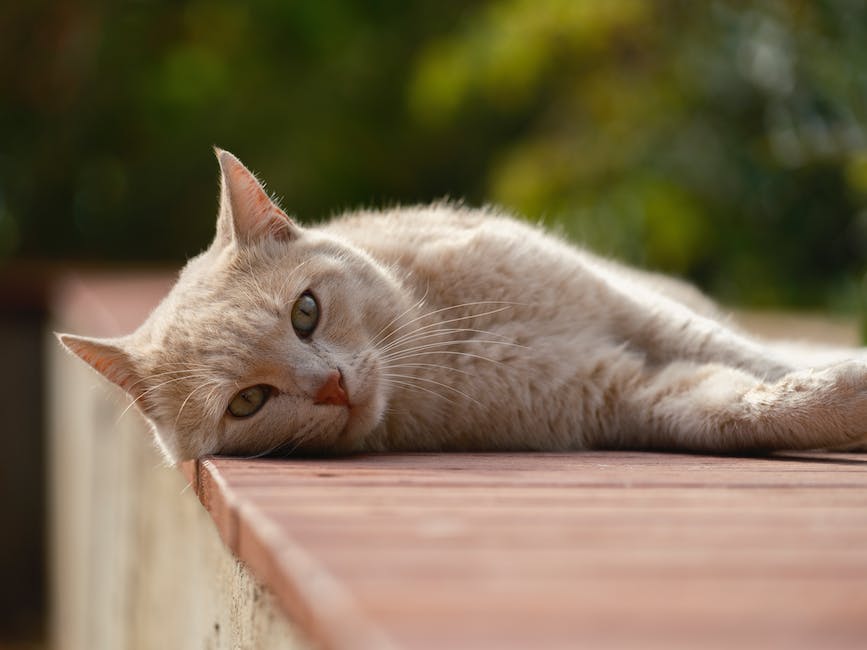  Katze frisst Schokolade Folgen