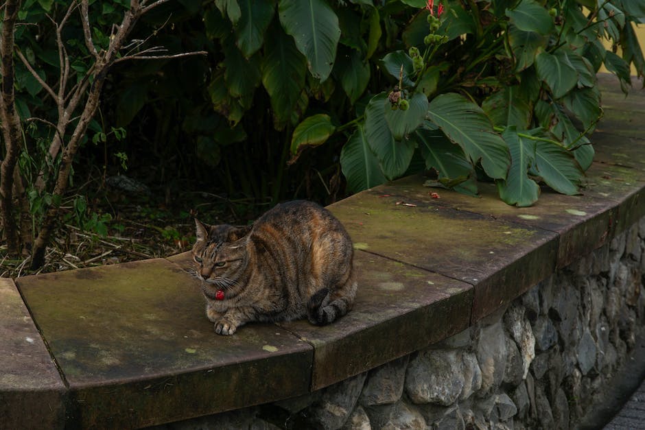  Katzen und Schokolade - die Folgen