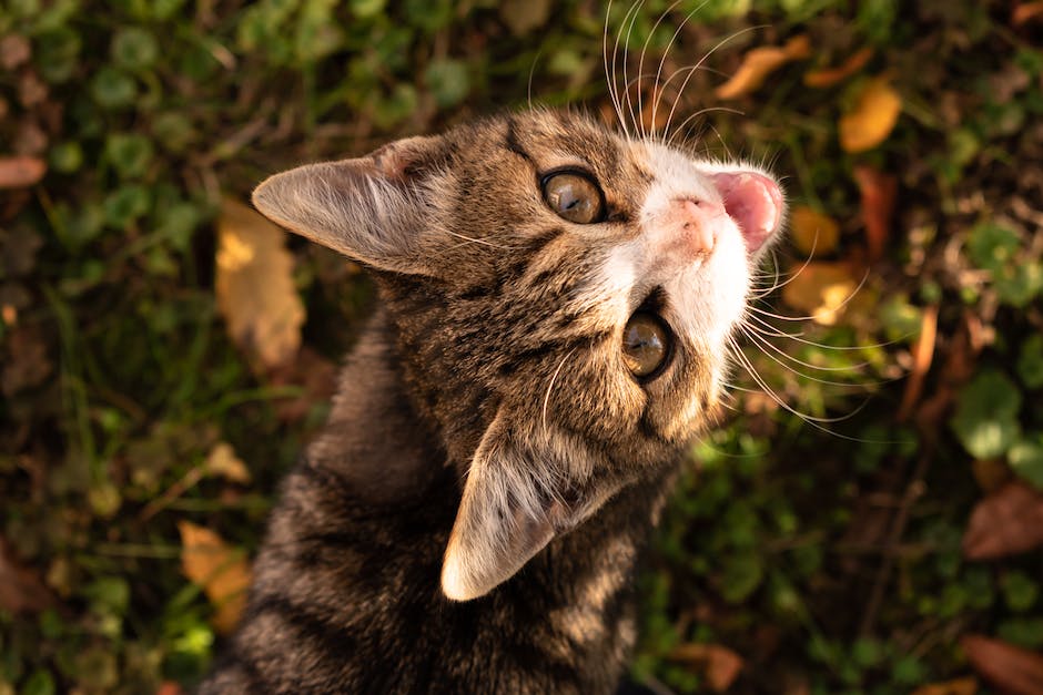 Katze schokolade gefressen - was tun?