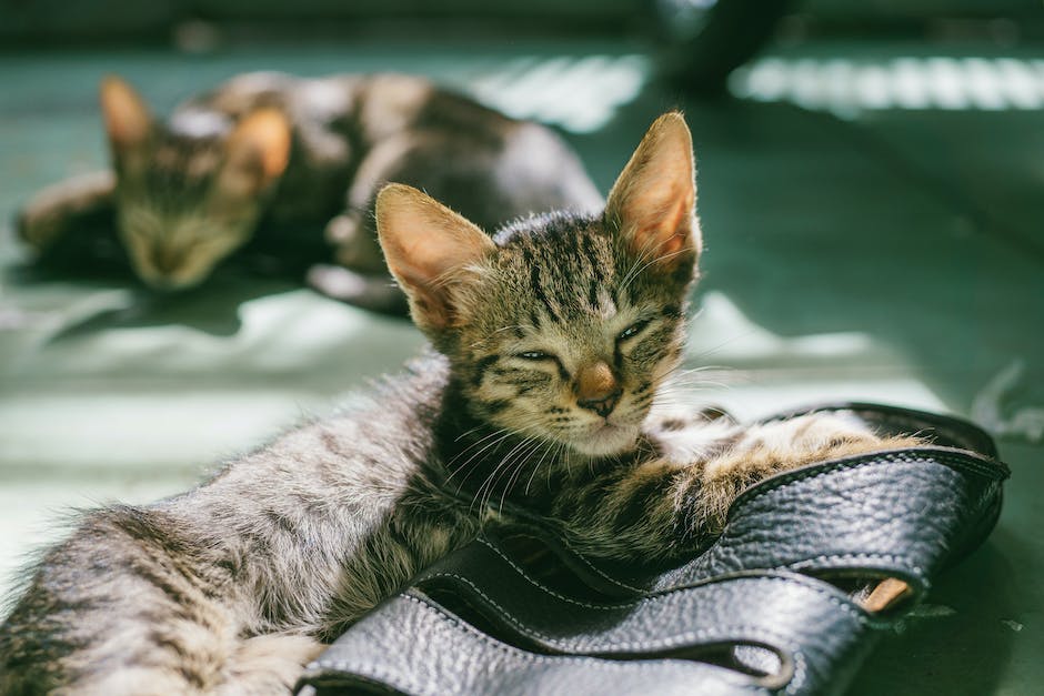 Schokoladegefahren für Katzen